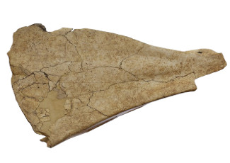 Escàpula